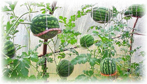 Арбузы перестают быть диковинкой на наших огородах. С каждым годом все больше садоводов узнают, что выращивание арбузов в теплице - процесс несложный, схожий с уходом за огурцами. Соблюдайте агротехнику ягоды, и она вас порадует сладкими и экологически чистыми плодами.