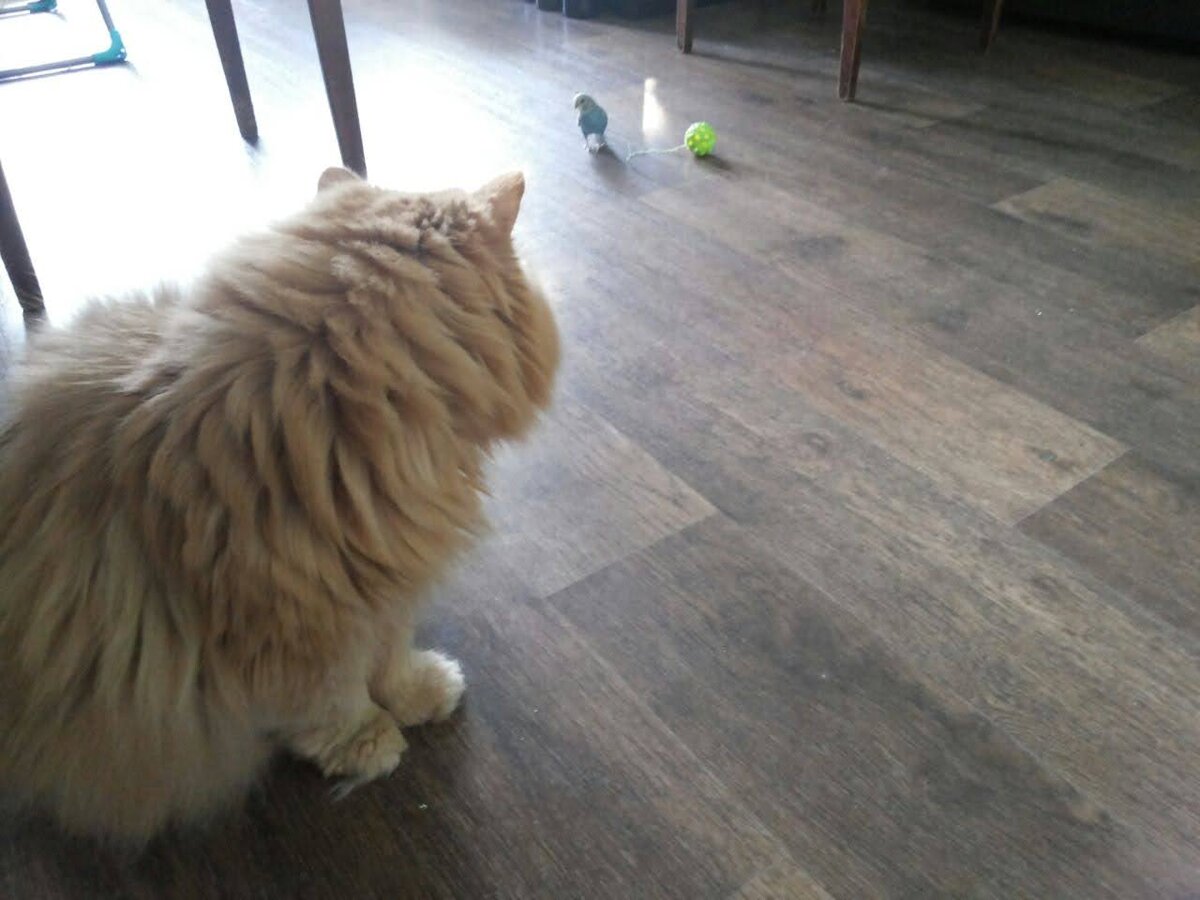 Макс наблюдает как Перчик играет со своей любимой игрушкой