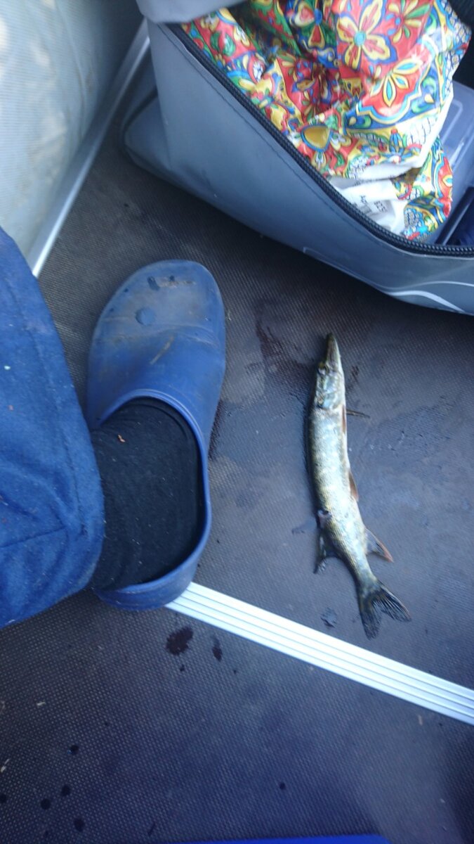 Бывает и такая рыбка, ее отпустил муж, конечно