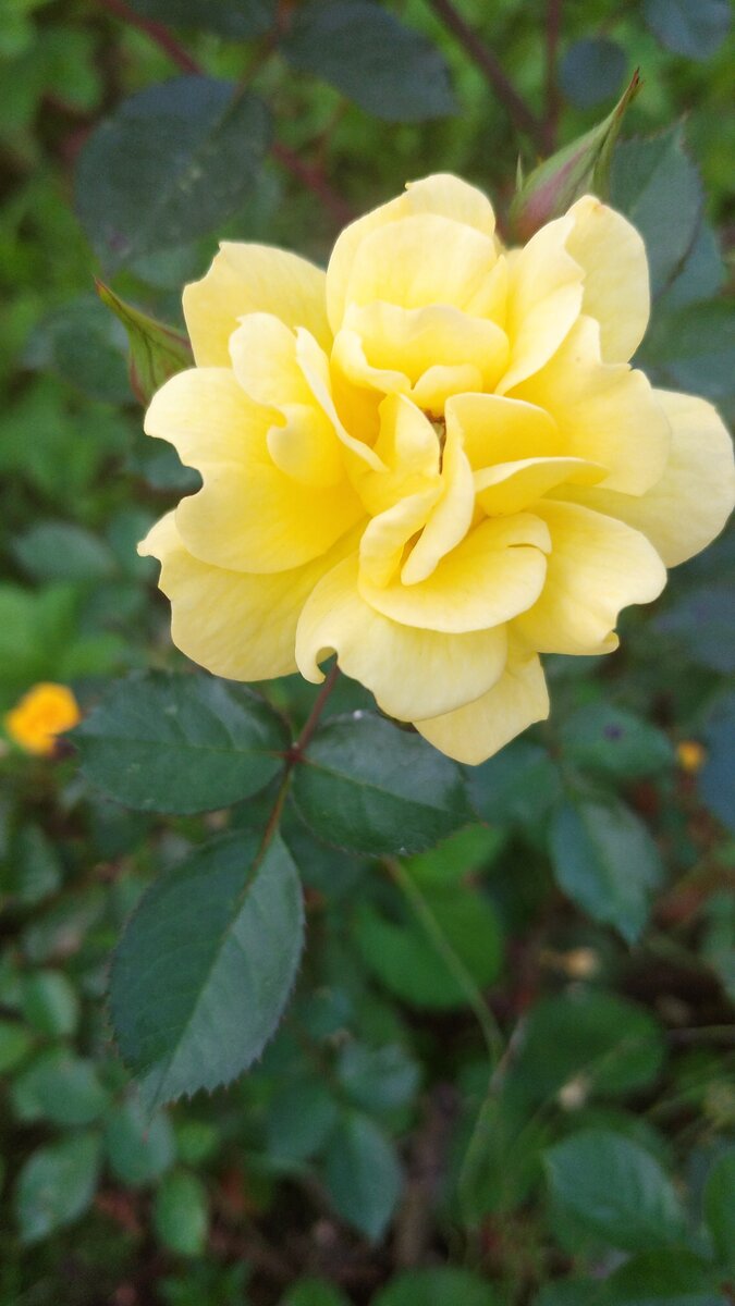 Личное фото.