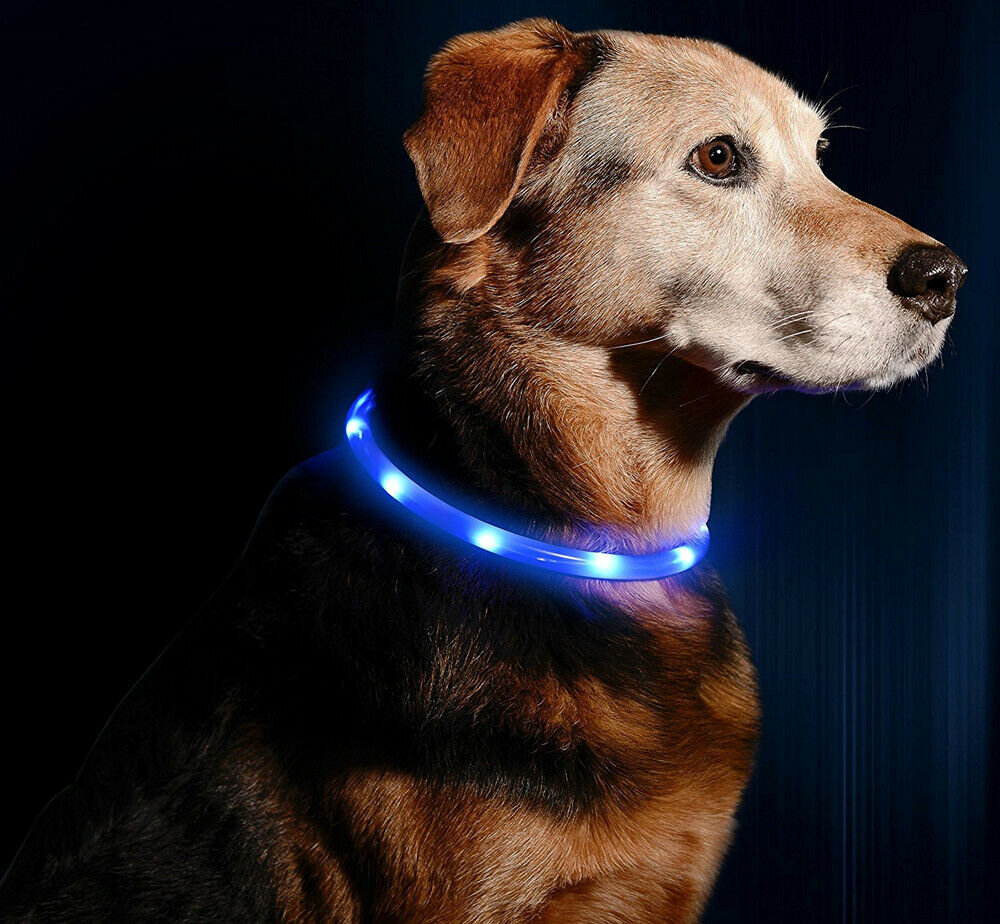 Фото собаки с светящимся ошейником Xiaomi little beast star pet glowing collar XL81-5001. Изображение из свободного доступа.