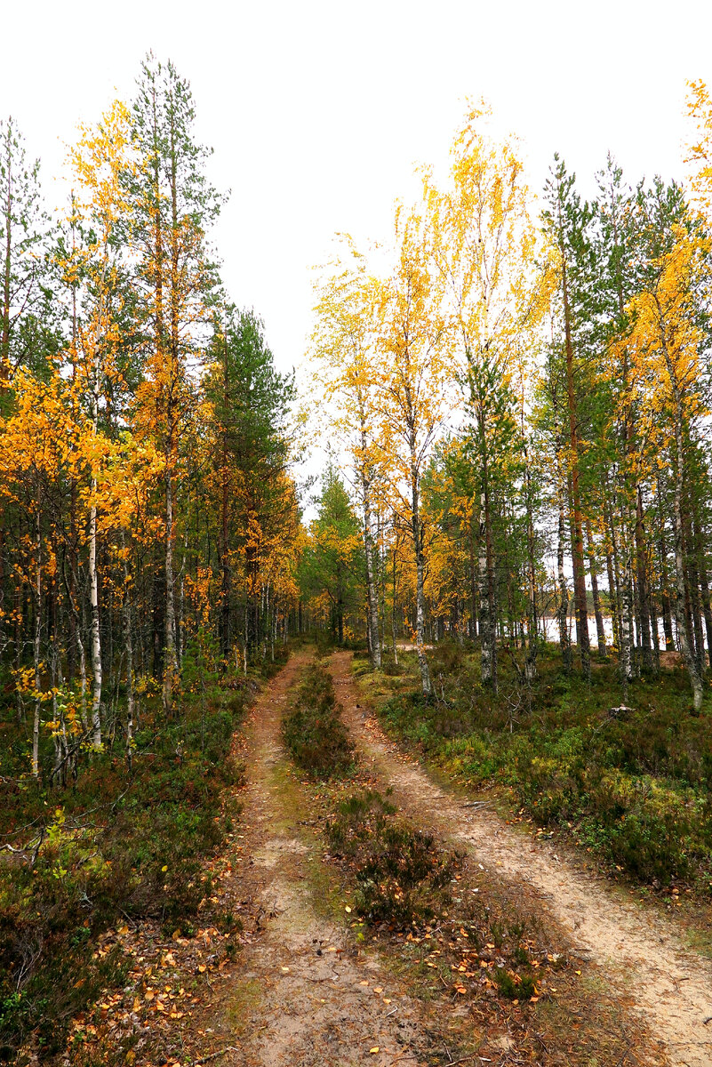 Осенние дорожки