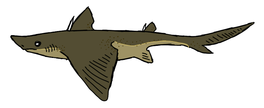 28см в длину, питается всякой водной мелочью