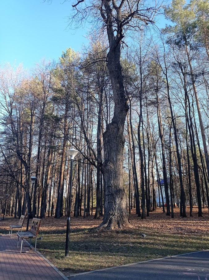 Поздняя осень. В парке. Фото автора