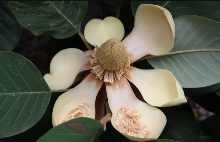 Магнолия Делавея