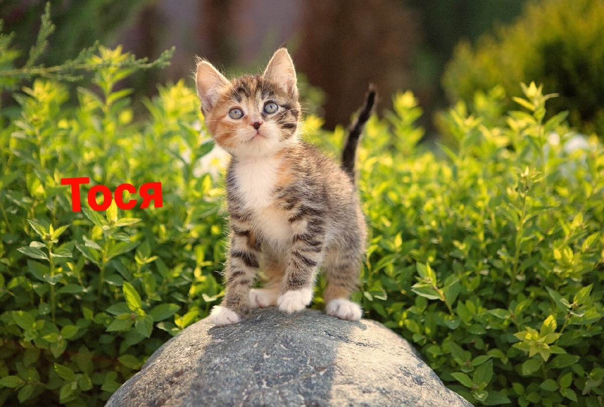 Фото-собственность канала