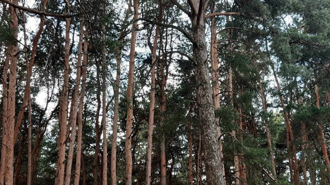 Сразу за селом начинается лес. Фото Веры Зиминой