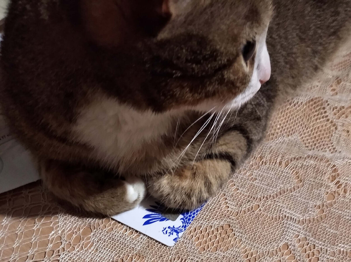 наш казначей Глафира. "Всегда на страже финансов!" Она на банковских "карточках" спать любит. Под себя их все сгребает. Одно слово "меркантильная женщина" 😂🙈