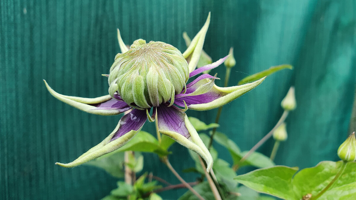 7 июня 2021 года. Начало цветения