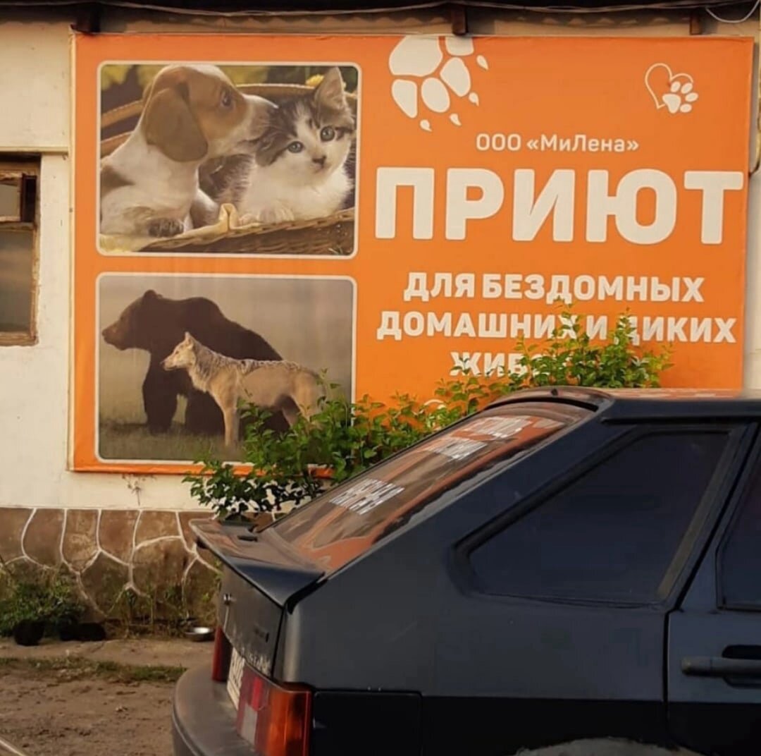 Тот самый отлов- приют, где забрали Риччи