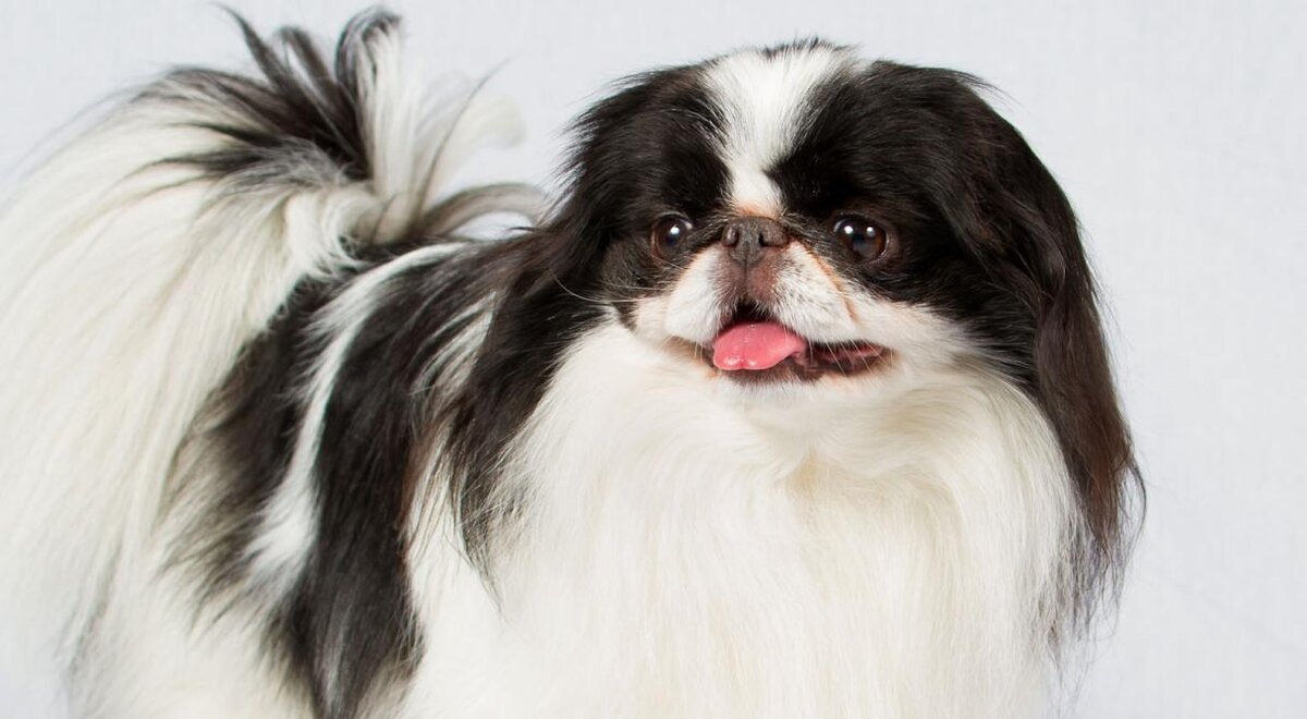 ПЕКИНЕС форум. PEKINGESE FORUM.: проблеммы с дыханием - ПЕКИНЕС форум. PEKINGESE FORUM.