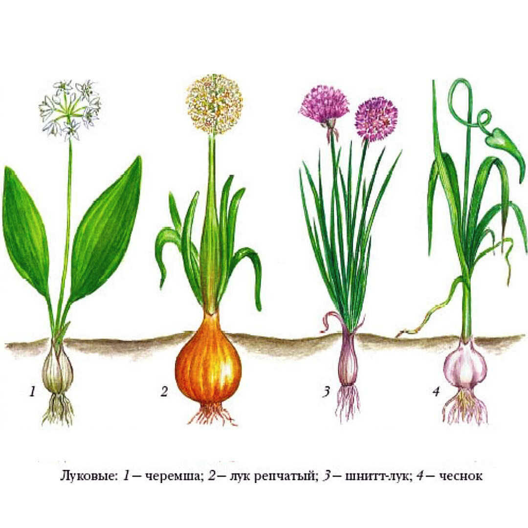 Лук второй группы. Черемша семейство лилейных. Лук семейство Лилейные. Черемша луковицы. Лук черемша луковые.