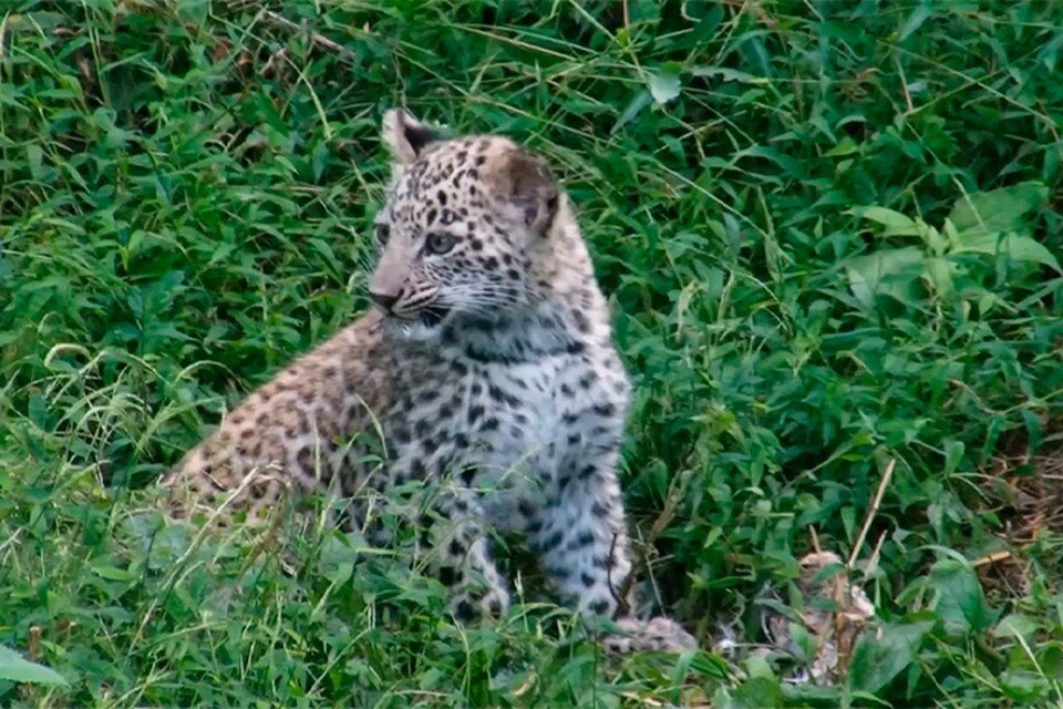     Уже совсем скоро юный спецназ будет ловко хватать перепелок. Фото: https://t.me/leopardcenter