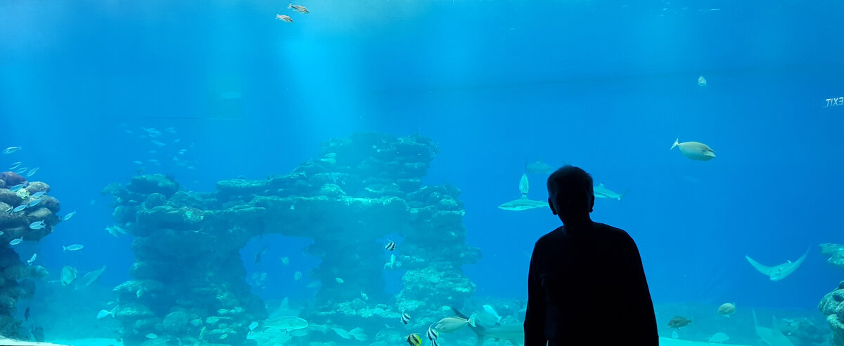 Без подписи, потому что подпись не сочиняется. Фотографии в тексте мои.