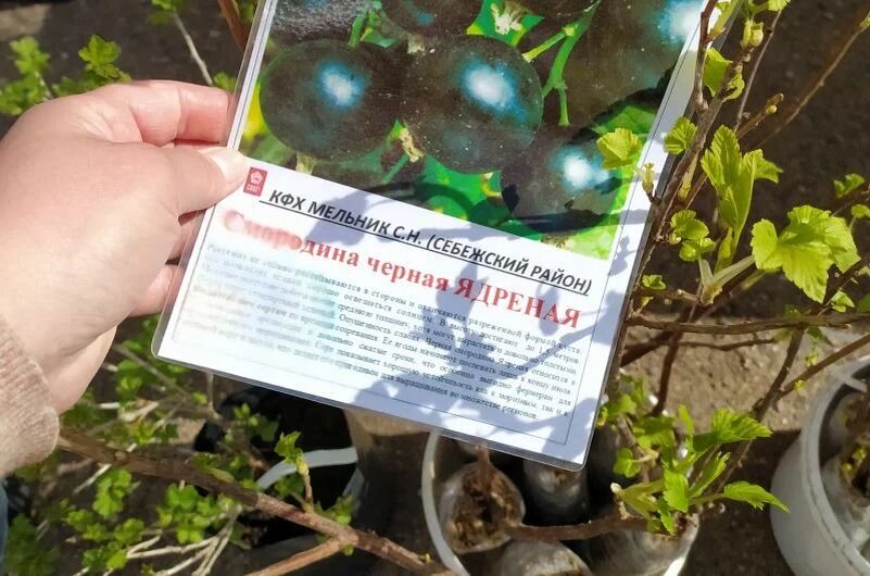 Покупаю саженцы впитомнике.