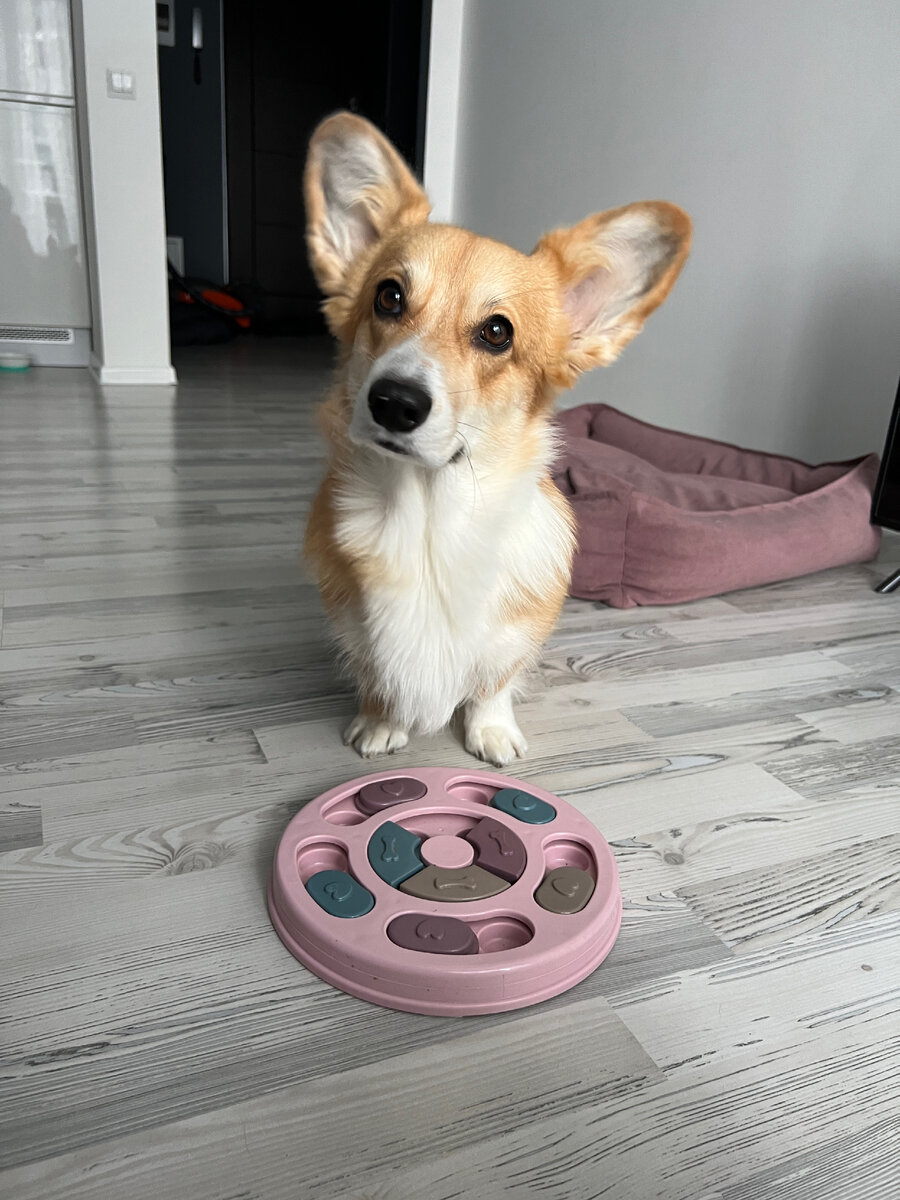 Развивающая игрушка для собак