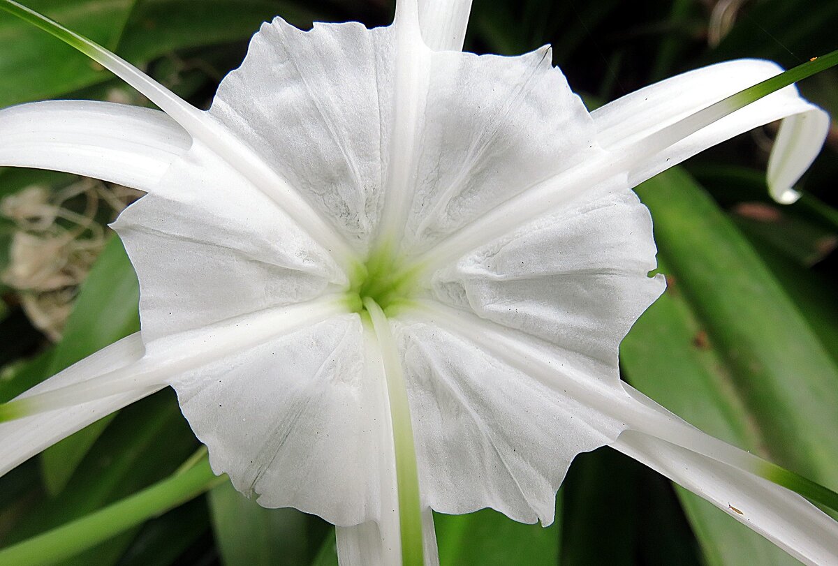 Hymenocallis