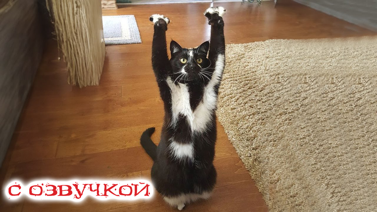 Приколы с котами! Самые смешные животные! Приколы про котов с озвучкой!