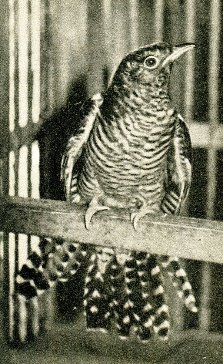 Сверчок волнуется, и его хвост раскрыт веером.