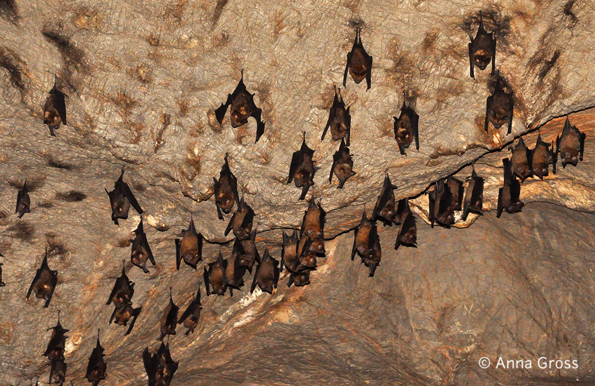 Летучая мышь пещерная. Летучая мышь в пещере. Летучая мышь в пещере. Летучие мыши в пещере. Летучая мышь в пещере.