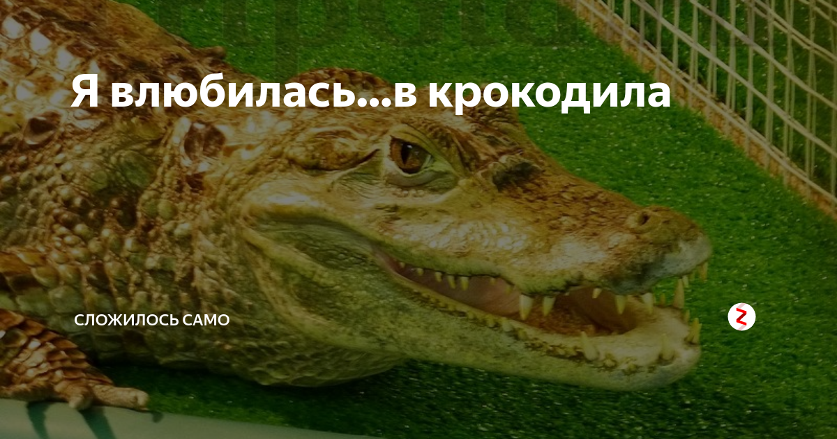 Я влюбилась в крокодила слушать. Я влюбилась в крокодила. Полюбить крокодила. Варя Скрипкина я влюбилась в крокодила. Крокодил влюбился в девушку