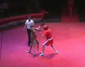 Бой на ринге