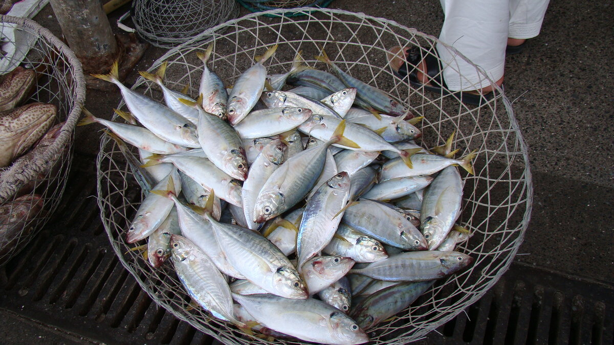 Меры сохранения рыб. Пенза рыбы улов.