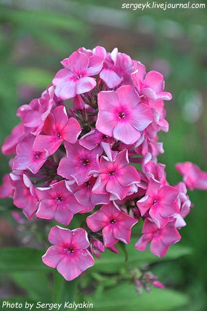 Флокс метельчатый Анна Кареннина