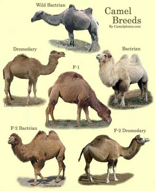 Верблюды виды фото и названия
