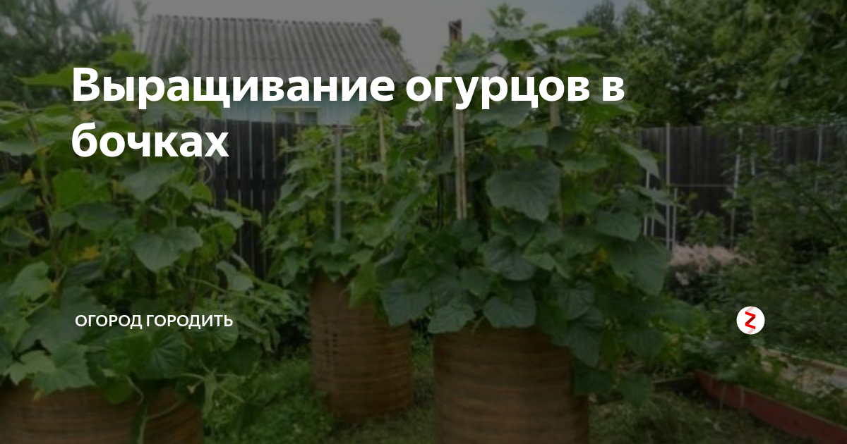 Выращивание огурцов в бочках | Огород городить | Дзен