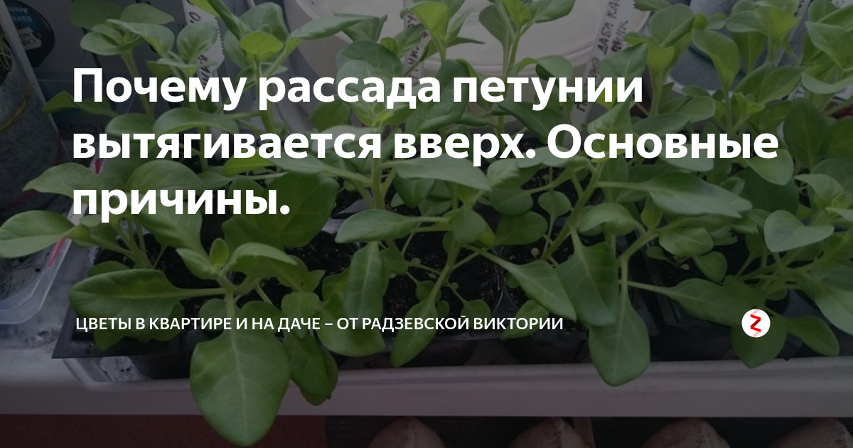 Петуния сильно вытянулась что делать