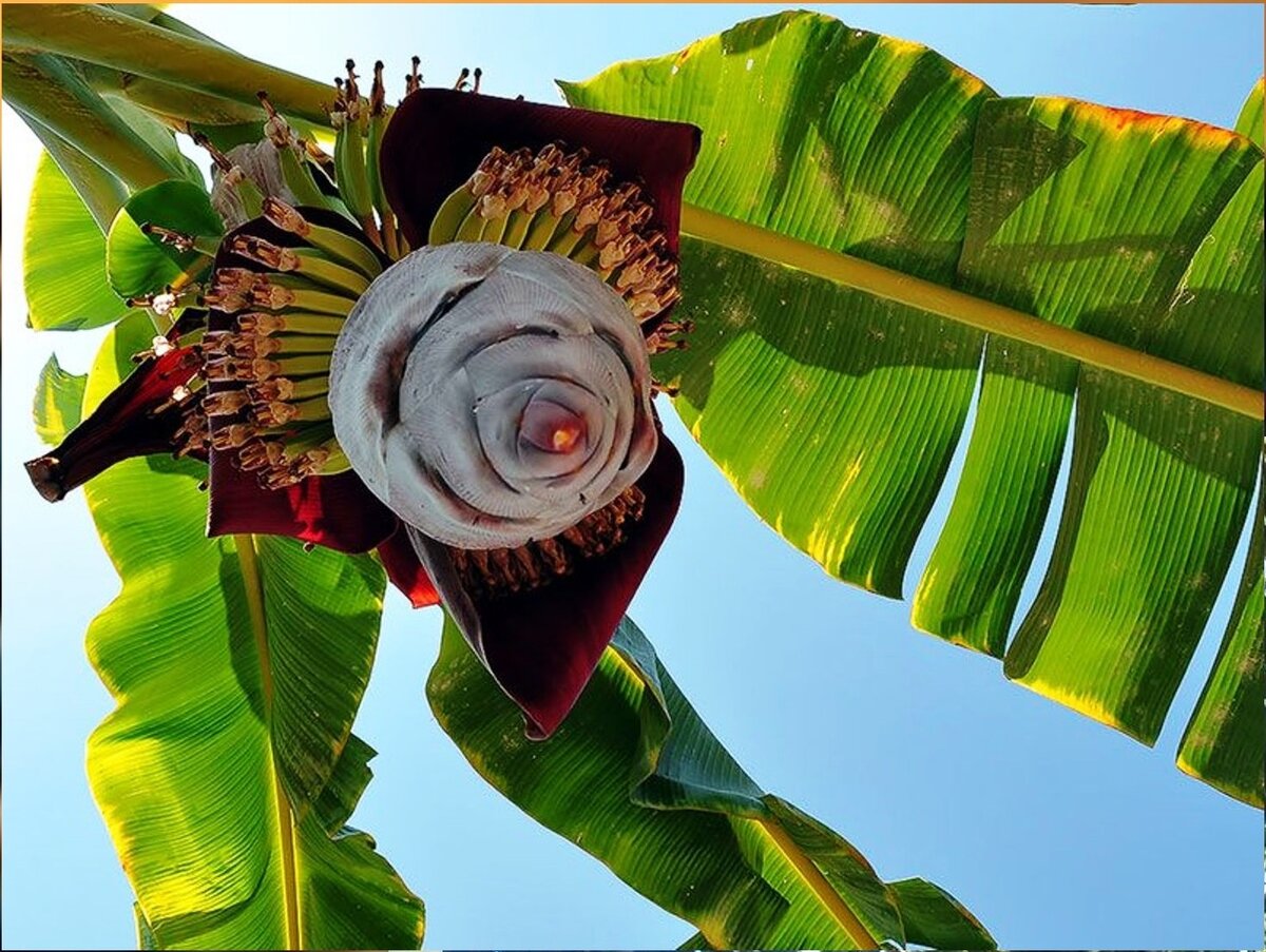 Как цветет банан. Банановая Пальма цветение. Соцветие банана. Цветение бананового дерева. Цветение банановой пальмы.