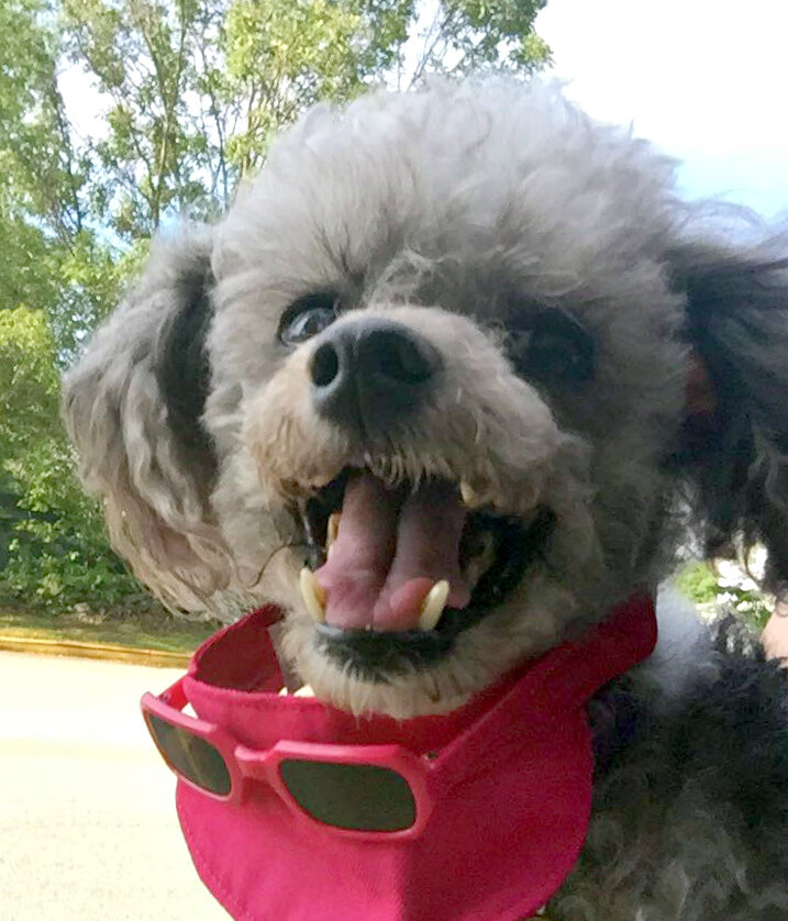 Карликовый пудель