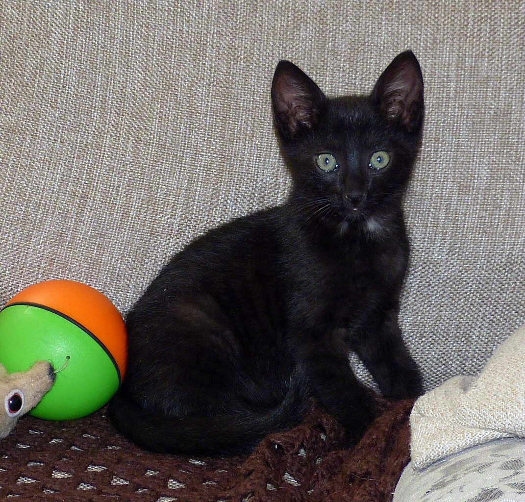 Черный котенок