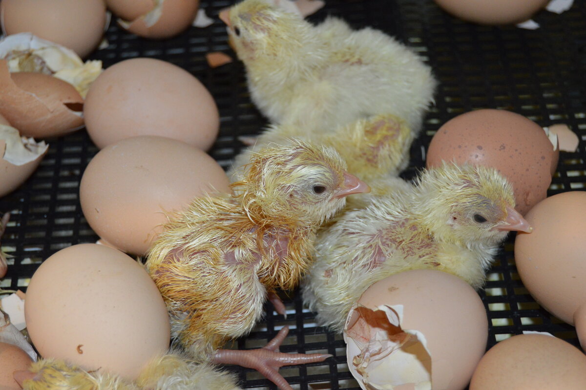 Цыплята первой недели. Яйцо бройлера. Цыплята 1 неделя. Бройлер вылупился. Несут ли яйца бройлерные куры.