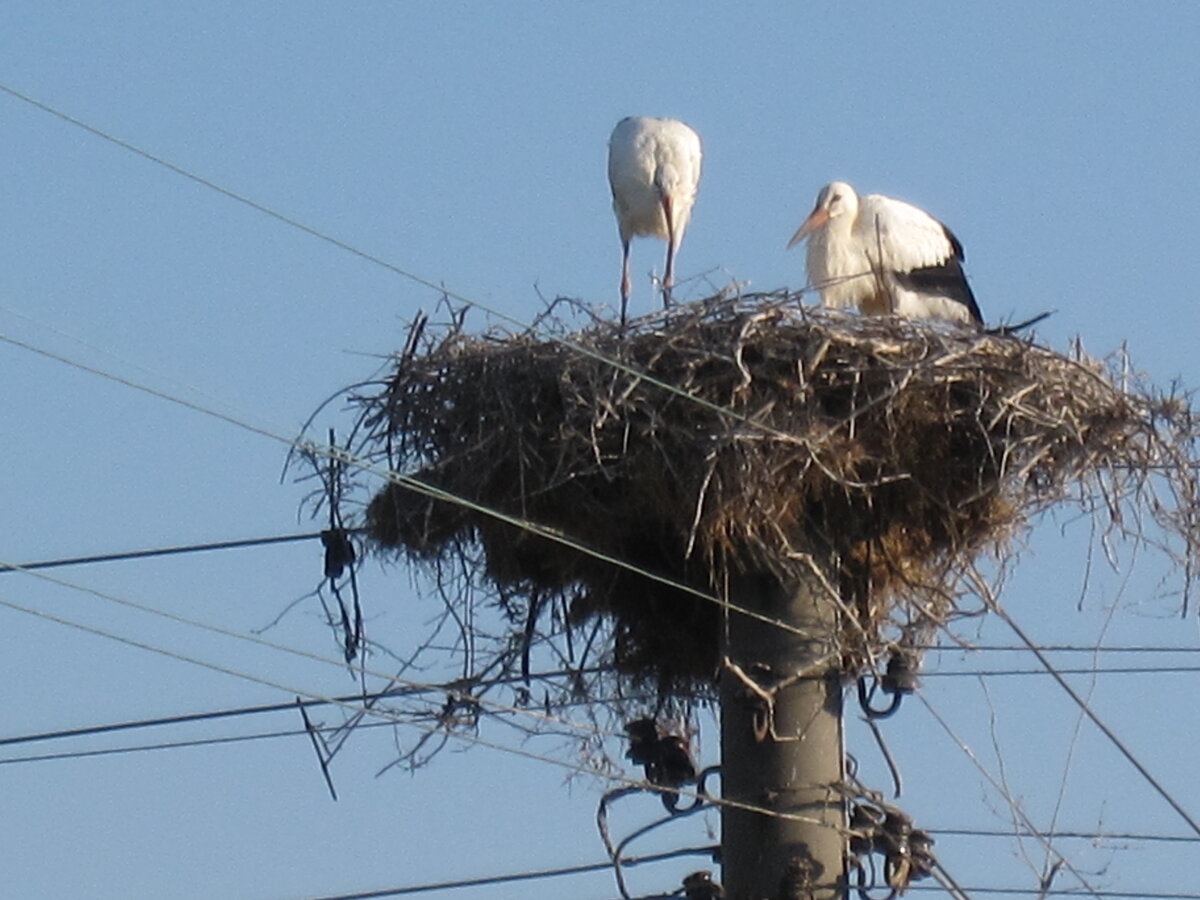 Однажды ко мне обратились с телевидения – готовили программу о борьбе с бесплодием. Я с удовольствием поведала о шарлатанке Марине Александровне И. 