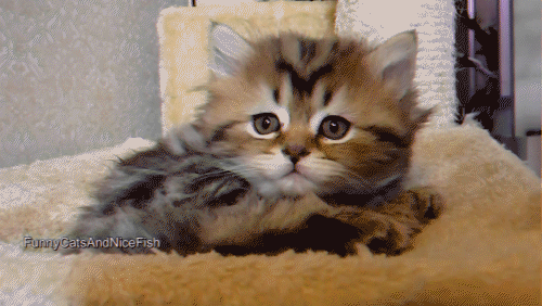 Хозяин, а ты чего не зеваешь, а?