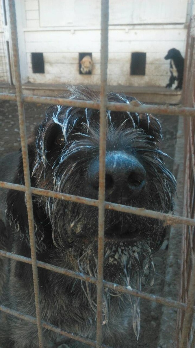 Казимир попил молочка, последнее фото в Приюте