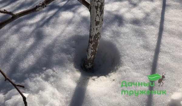 Покосившееся дерево в снегу