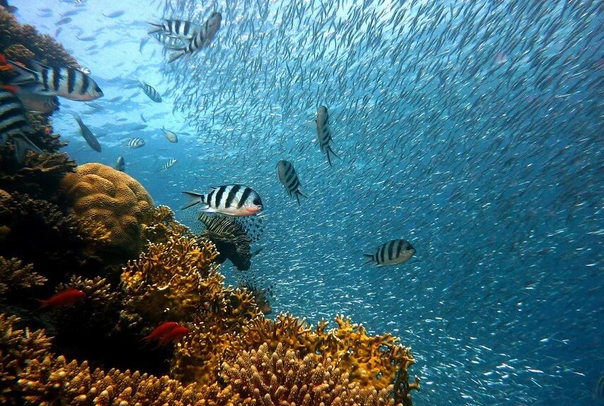 Фото: pixabay.com