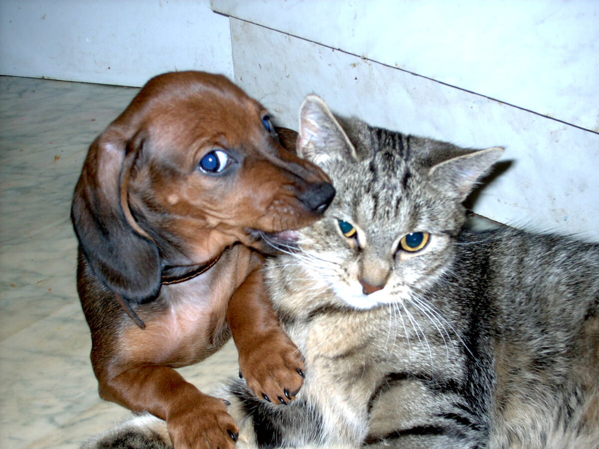 Первый кусь за украденную сосиську.