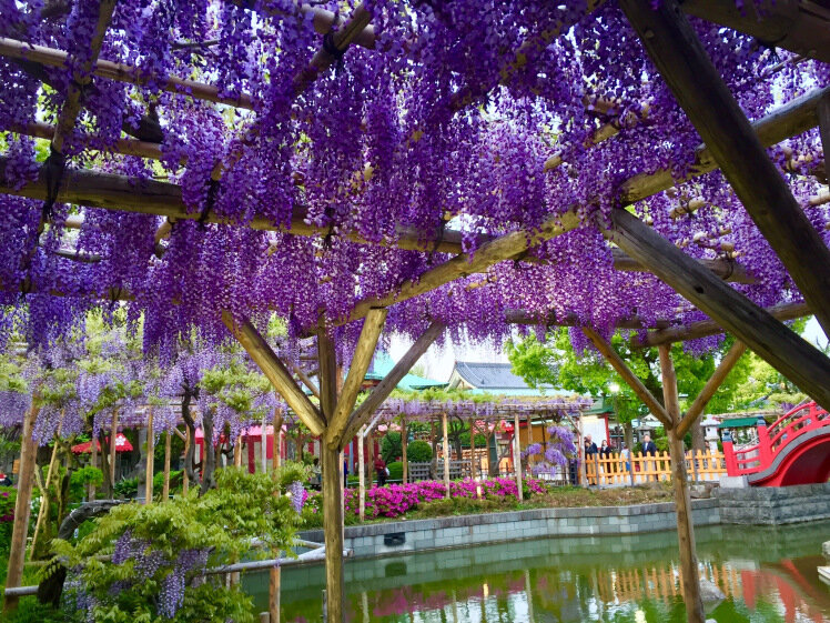 Цветение глициний радует японцев не меньше, чем цветение сакуры