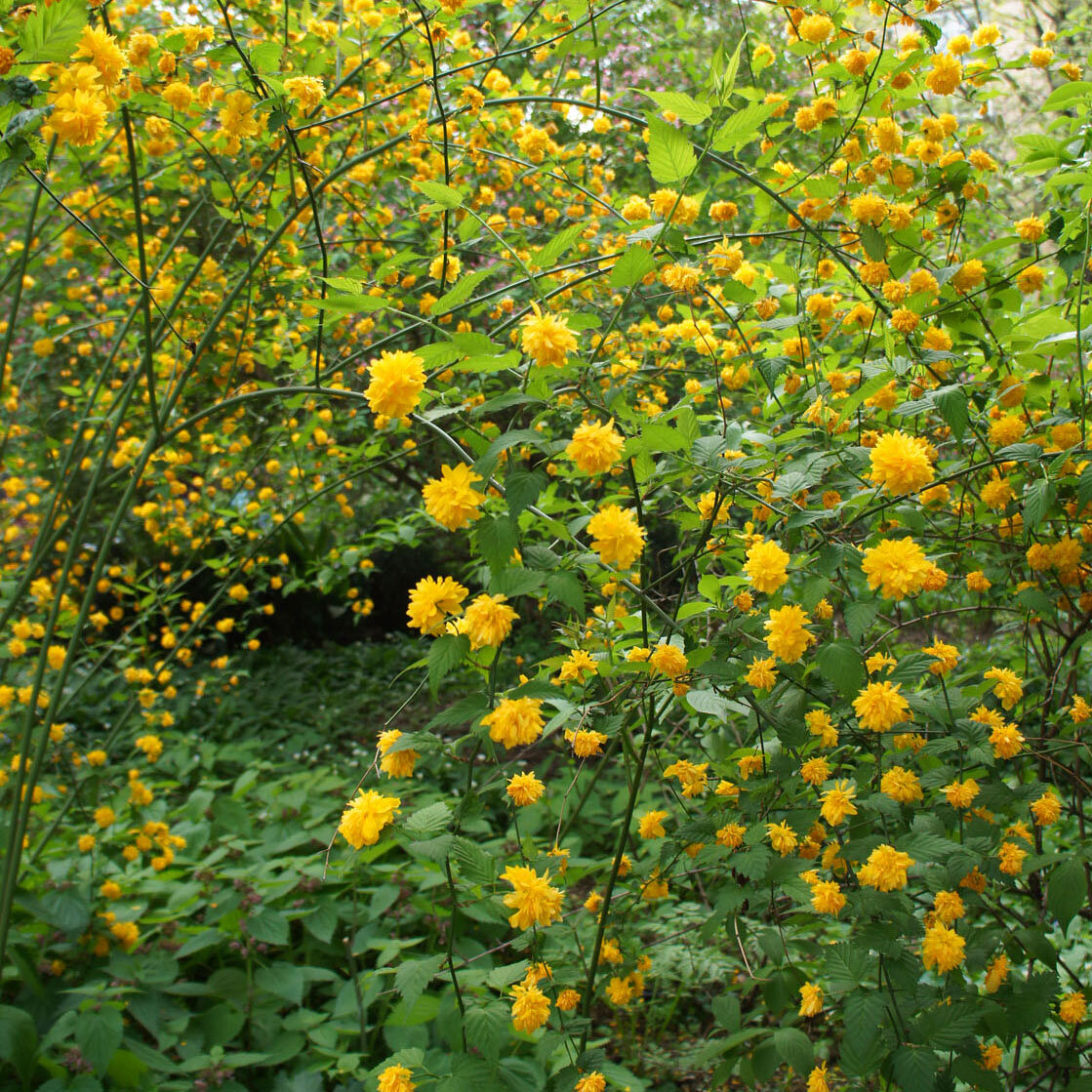 Природный объект