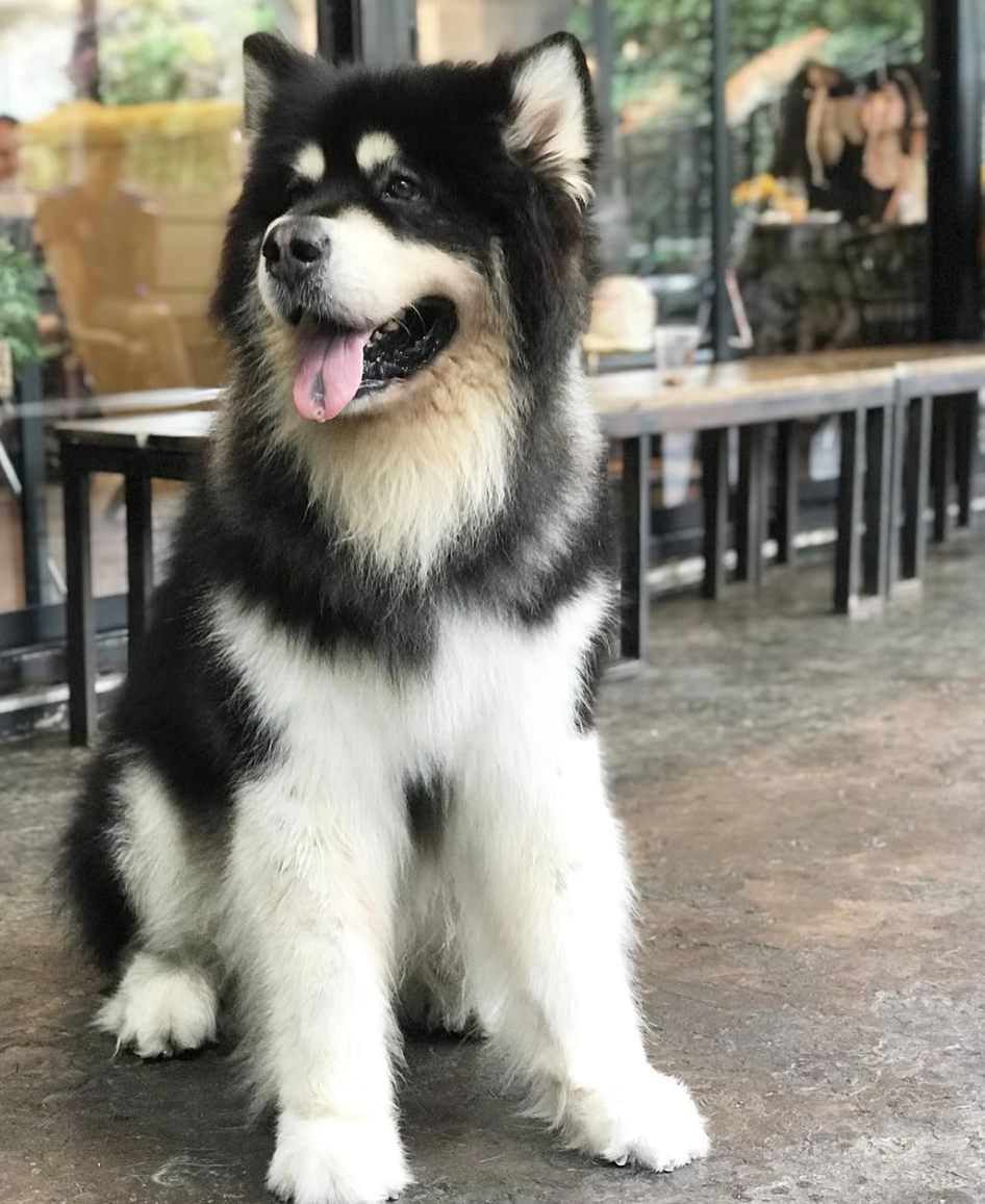 Очень игривые и ласковые