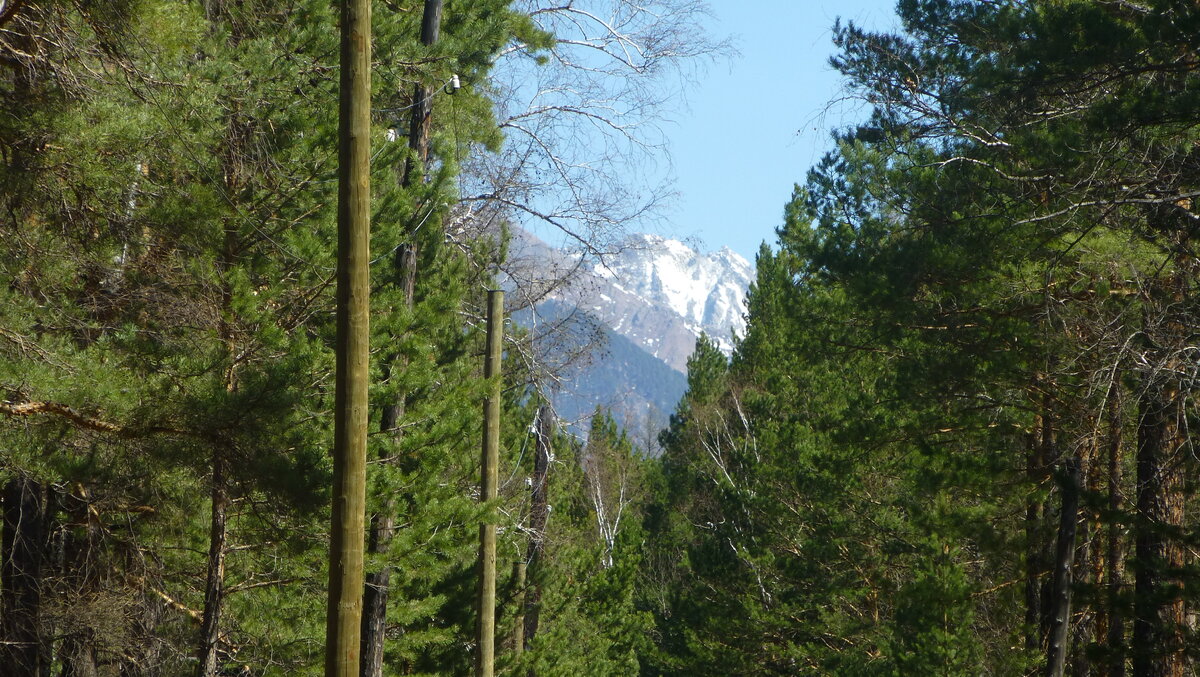 Аршан священная роща. Аршан в октябре. Тункинская долина байкал. Сель в аршане. Курортный поселок аршан в бурятии.