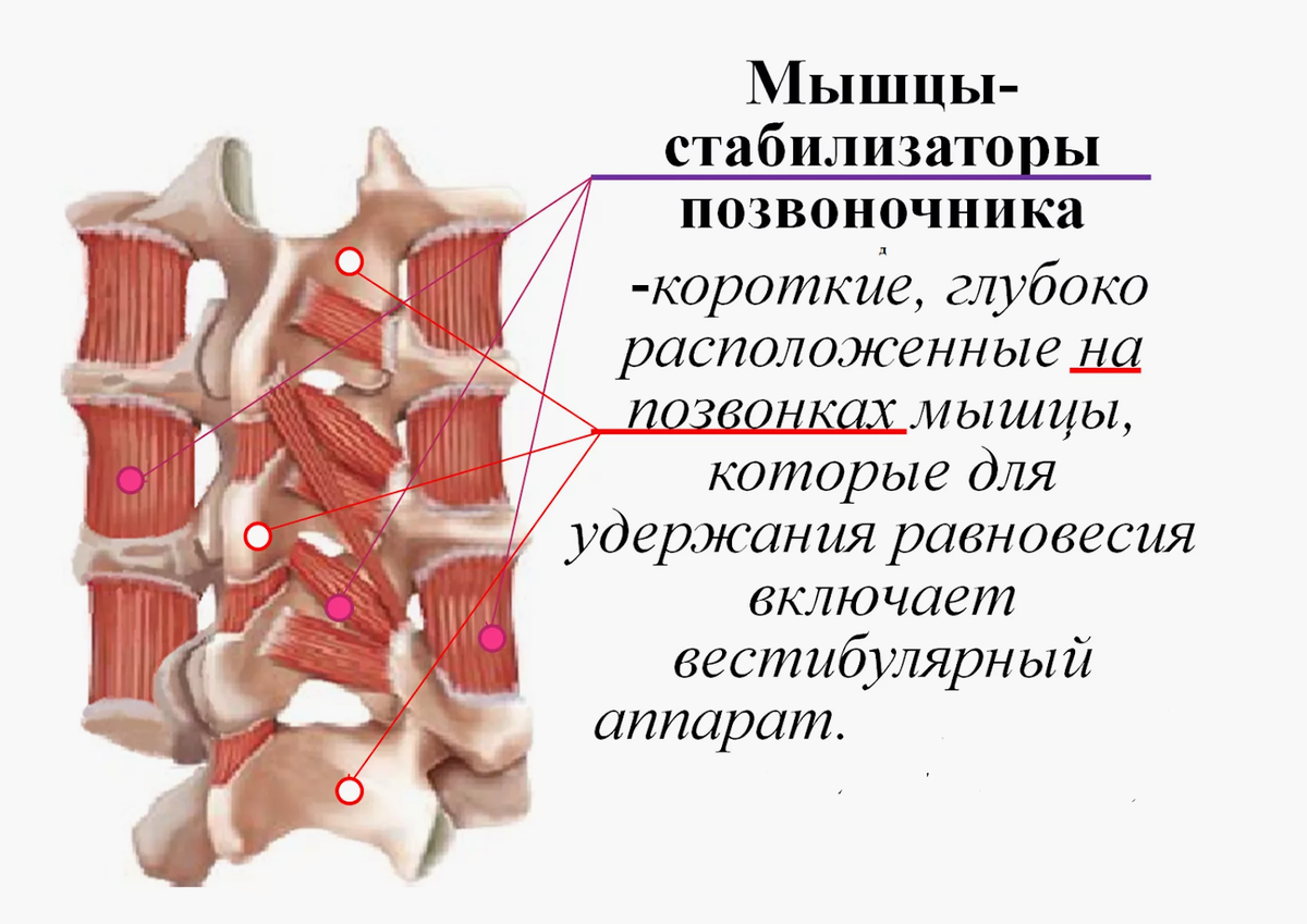 Короткие мышцы позвоночника