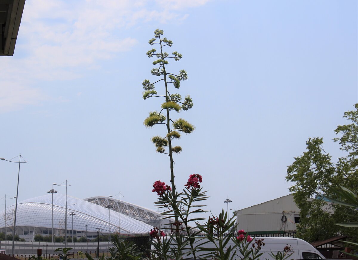 Домашний цветок агава (71 фото)