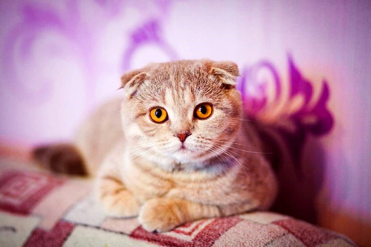 Фото взято с pixabay.com