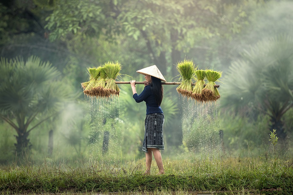 https://cdn.pixabay.com/photo/2016/11/14/04/22/harvesting-1822578_960_720.jpg