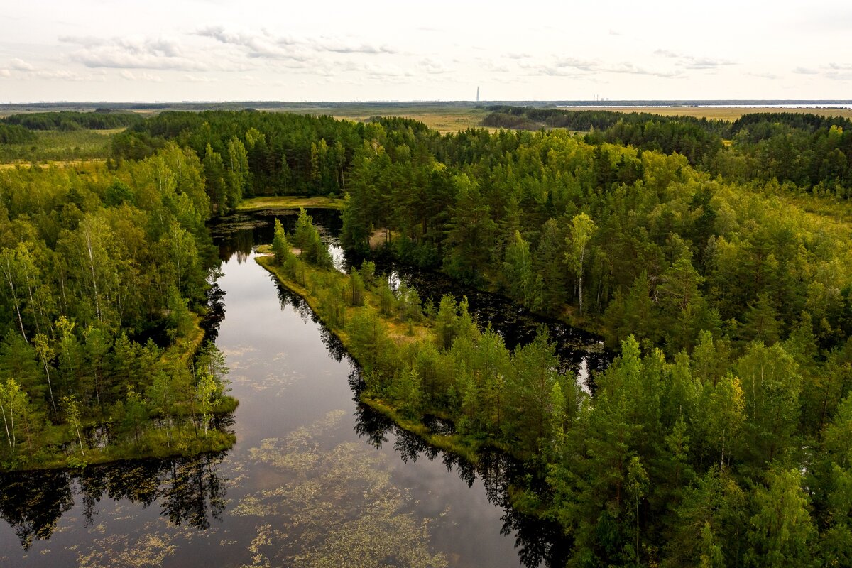 Сестрорецк заказник болото